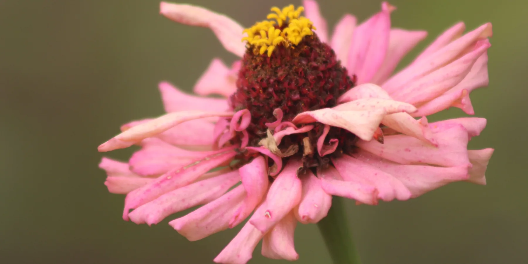 Macro pink flower